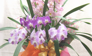 沖縄への花鉢フラワーギフト 沖縄の配達花屋フラワーショップみやび