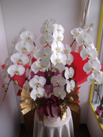 沖縄への胡蝶蘭フラワーギフト 沖縄の配達花屋フラワーショップみやび